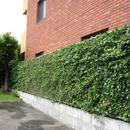 「潤い感のある緑」の成功例の写真 Green Wall