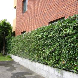 「潤い感のある緑」の成功例 (Green Wall)