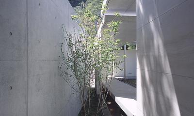 長田町の住宅 (玄関ホールよりアプローチ脇の坪庭を見る)