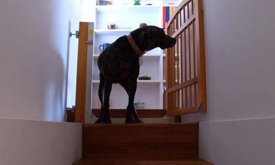 FEMTE-愛犬と暮らしやすい「戸建て風」リノベ (階段)