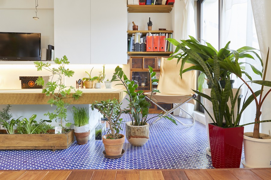 ブルースタジオ「Shan shui house-猫と植物と山水画のような空間に暮らす」