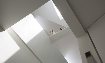 猫のようす｜猫と住む家　横浜の二世帯住宅OUCHI-40