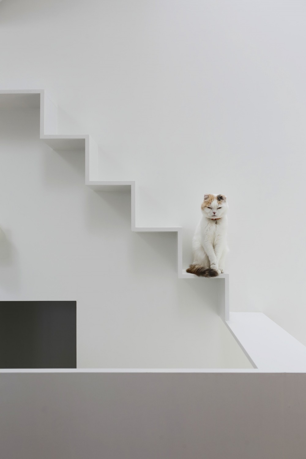 猫と住む家　横浜の二世帯住宅OUCHI-40 (猫の様子)