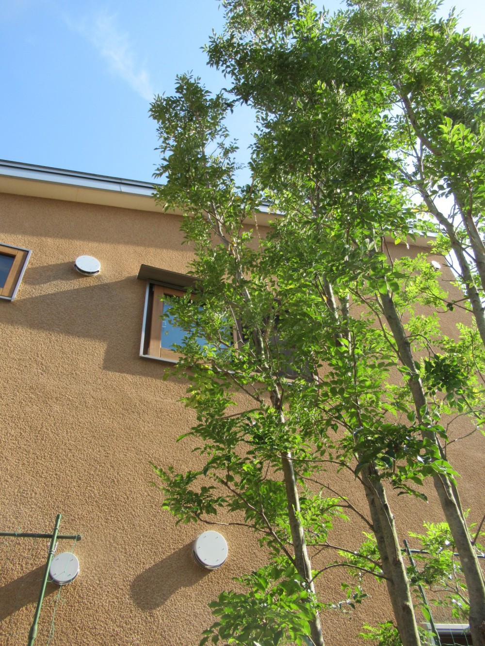 小さな家～緑の中で暮らす木のｱﾄﾘｴ付住宅～ (2階窓の借景をつくる)