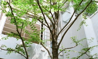 中庭のシンボルツリー｜浅草の家―２階にある庭