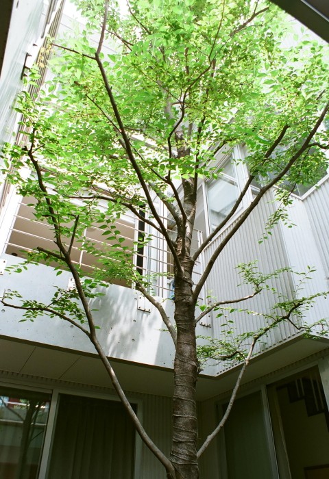 アウトドア事例：中庭のシンボルツリー（浅草の家―２階にある庭）