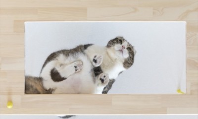 ♡CATS　－ネコと暮らすー (アクリル板)