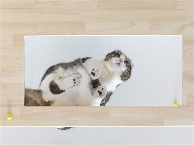リビングダイニング事例：アクリル板（♡CATS　－ネコと暮らすー）