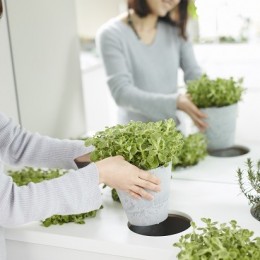 「GREEN DAYS」リノベーション×室内緑化で、理想の住まいを形にしていく (室内菜園コーナー)