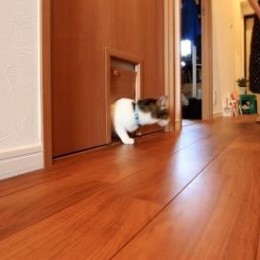 猫ちゃん入り口 小さな家族 のためすべてのドアに専用口を設けた 優しい家 K様邸 その他事例 Suvaco スバコ