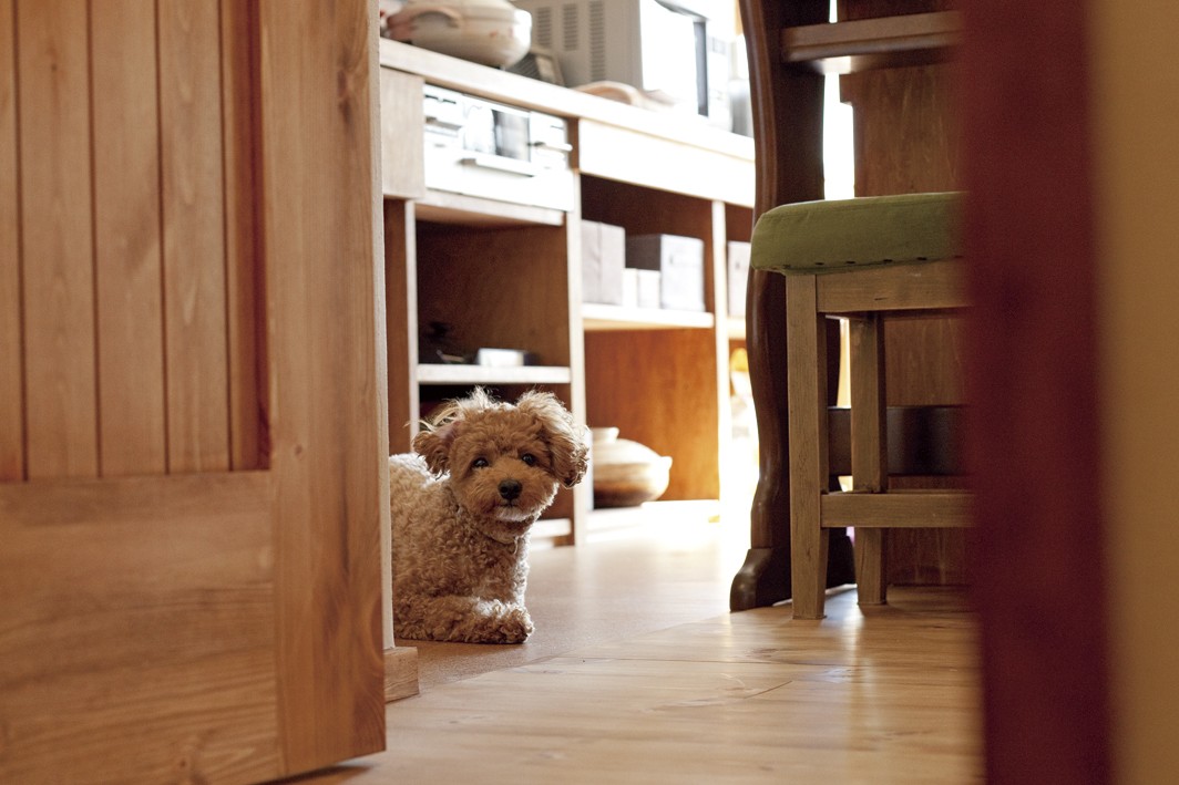 その他事例：愛犬と一緒に暮らす空間（大阪府Ａさん邸：温かみのある木のキッチンが主役の、レトロナチュラルな空間）