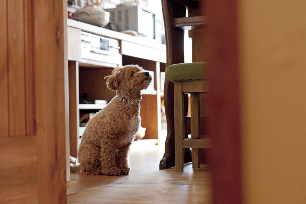 大阪府Ａさん邸：温かみのある木のキッチンが主役の、レトロナチュラルな空間 (愛犬と一緒に暮らす空間２)