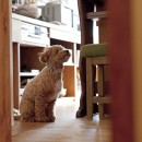 大阪府Ａさん邸：温かみのある木のキッチンが主役の、レトロナチュラルな空間の写真 愛犬と一緒に暮らす空間２