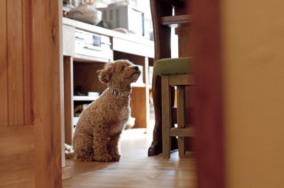 愛犬と一緒に暮らす空間２ (大阪府Ａさん邸：温かみのある木のキッチンが主役の、レトロナチュラルな空間)