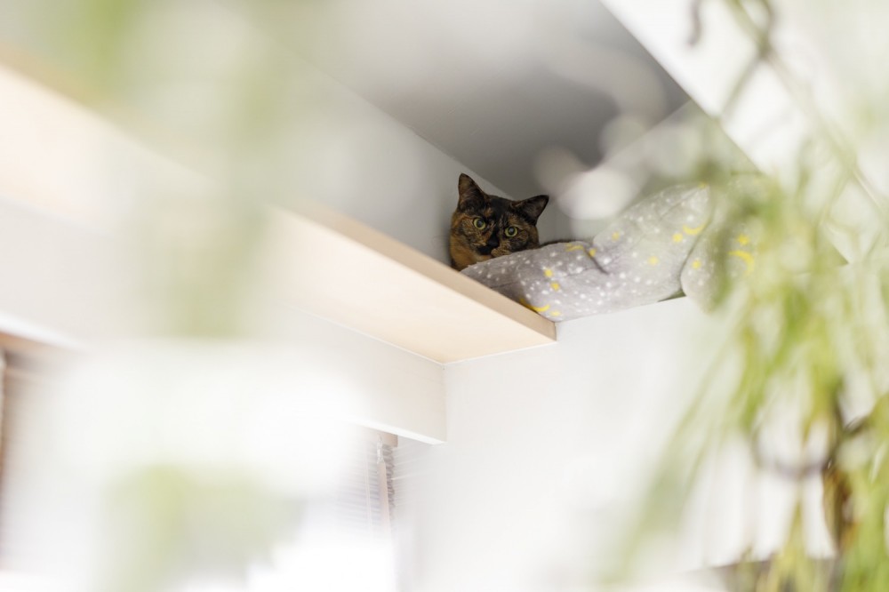 S邸-ごく普通のマンションが猫も喜ぶ「光と風がまわる」空間に (リビング)
