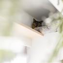 S邸-ごく普通のマンションが猫も喜ぶ「光と風がまわる」空間にの写真 リビング