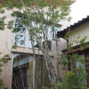 遠州おおやねの家〜とおり土間の家〜の写真 植栽は自然に