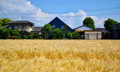 黄金色の麦畑の中の藍いろの家～四季を通じて風景に馴染む｜藍いろの家～横葺きのガルバリウム外壁が特徴の家型のおうち。家型フォルムの中の通り土間は家族のお気に入り～