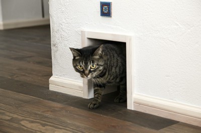 愛猫ラムちゃんの専用入り口 (１階から２階へ　暗かったリビングがおひさまたっぷりの明るい空間に)