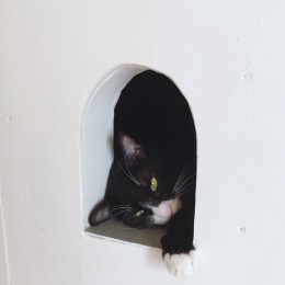 ２つのトンネルのあるアトリエ (アトリエ2　―　愛猫用の小さな窓)