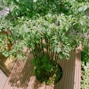 大井町の家―中庭を囲むＨ型プランの写真 シンボルツリーのある中庭