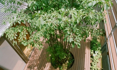 大井町の家―中庭を囲むＨ型プラン (シンボルツリーのある中庭)