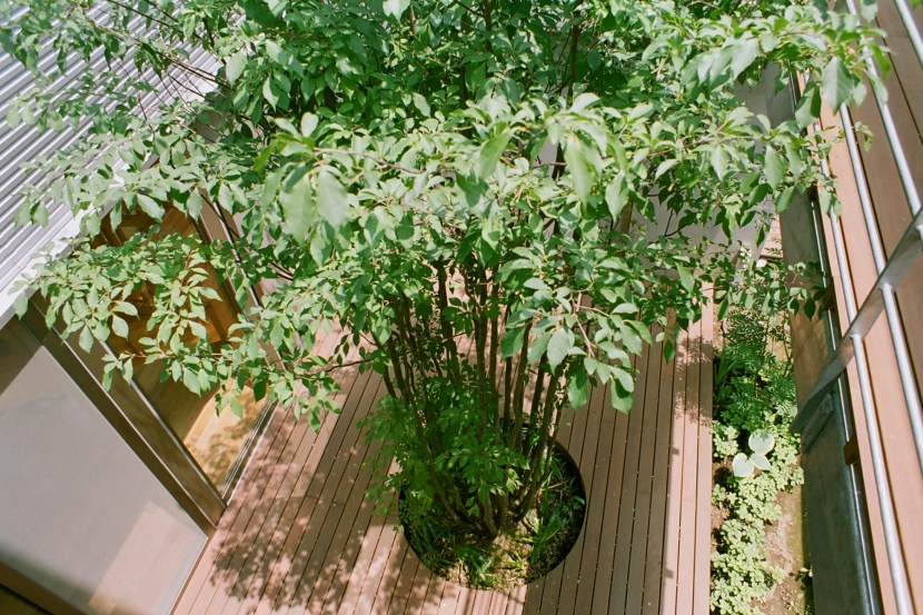 アウトドア事例：シンボルツリーのある中庭（大井町の家―中庭を囲むＨ型プラン）