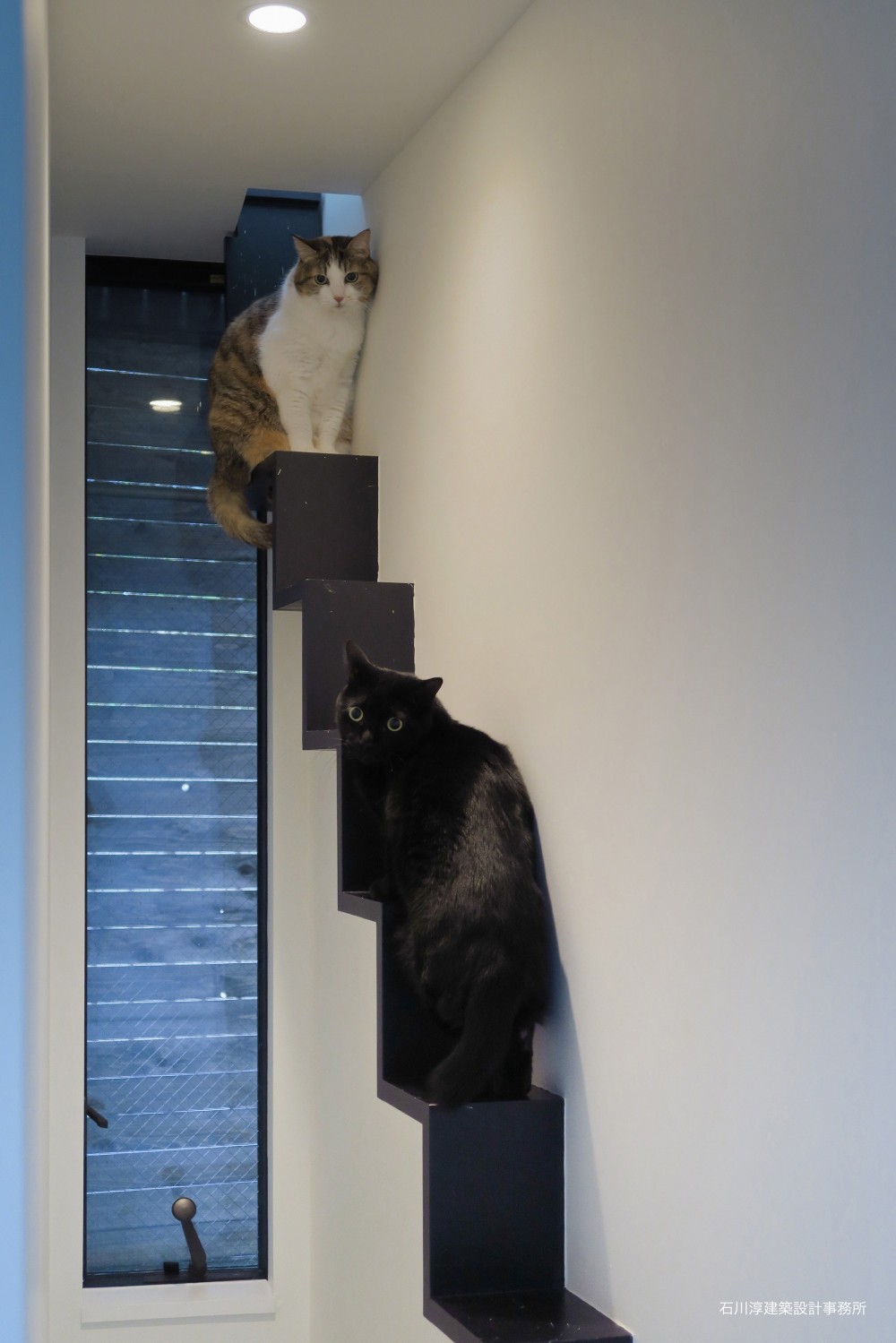 建もの探訪で放送　猫6匹と大人4人の家 (猫階段)
