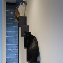 建もの探訪で放送　猫6匹と大人4人の家 (猫階段)