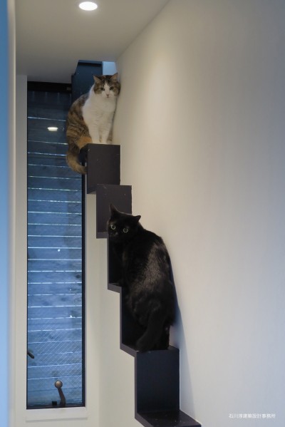 猫階段 (建もの探訪で放送　猫6匹と大人4人の家)