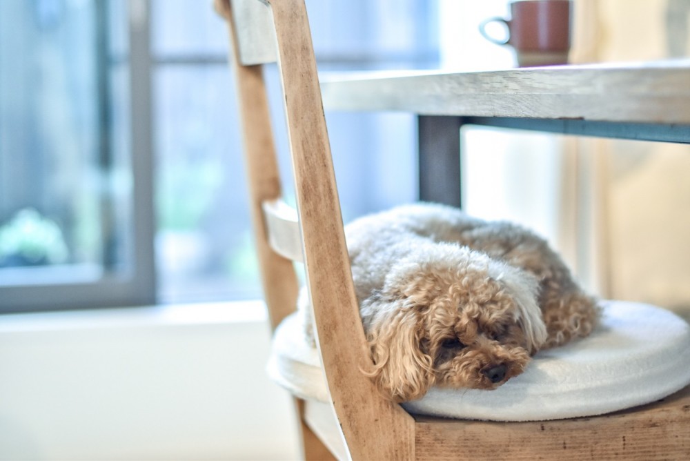 幸せな実家2世帯住宅リノベーション (椅子で眠る飼い犬)