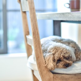 幸せな実家2世帯住宅リノベーション (椅子で眠る飼い犬)