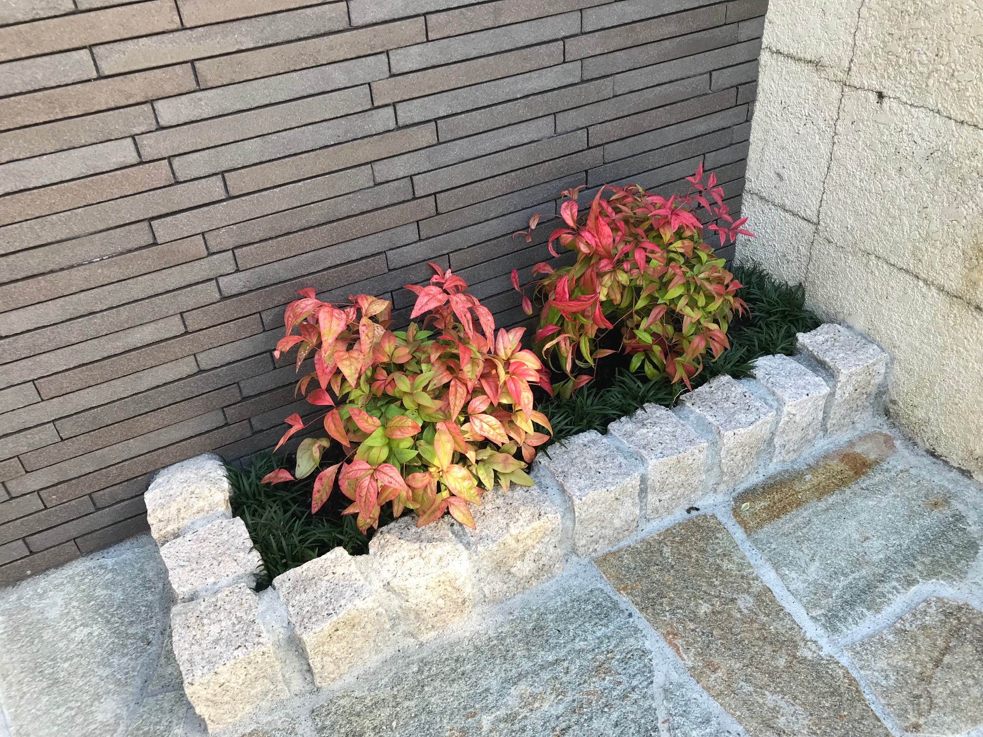 門袖植栽 一対のお多福南天 オタフクナンテン 府中市幸町の家 外観事例 Suvaco スバコ