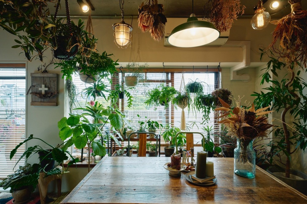 家族でつくる、植物カフェ空間 (窓からの光で明るく照らされる植物たち)