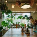 家族でつくる、植物カフェ空間の写真 窓からの光で明るく照らされる植物たち