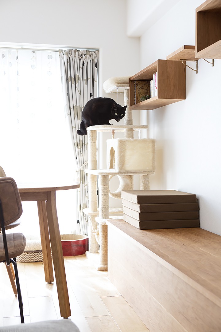 リビングダイニング事例：キャットウォークになる飾り棚（愛猫と気ままな暮らし~造作キャットウォークと人の集まるキッチン）