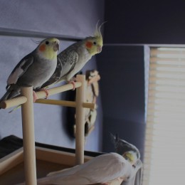 鳥ファーストな住まいに。５羽＋１人で暮らすためのマンションリノベーション (小さな家族のための住まい)