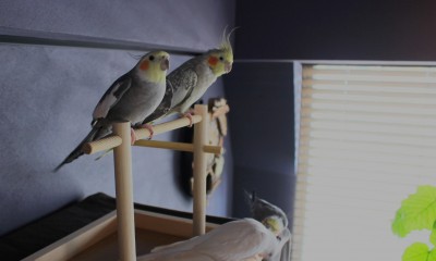 鳥ファーストな住まいに。５羽＋１人で暮らすためのマンションリノベーション (小さな家族のための住まい)