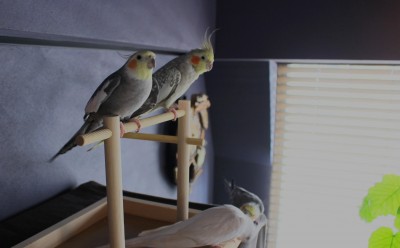 小さな家族のための住まい (鳥ファーストな住まいに。５羽＋１人で暮らすためのマンションリノベーション)