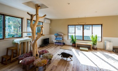 猫ちゃんとのびのび暮らす木の家 (2階)