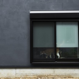 house with cats