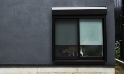 house with cats (外観３)