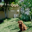 犬も遊べる庭付きのマンションの写真 愛犬も喜ぶ、キンモクセイの咲く庭