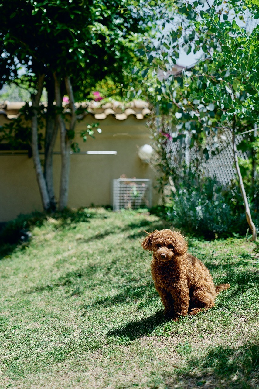 アウトドア事例：愛犬も喜ぶ、キンモクセイの咲く庭（犬も遊べる庭付きのマンション）