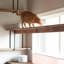 愛猫は安全に、自分自身は“ズボラ”に。ネコと自分が双方無理なく楽しく暮らせる家。の写真 掃き出し窓を横切るキャットウォーク