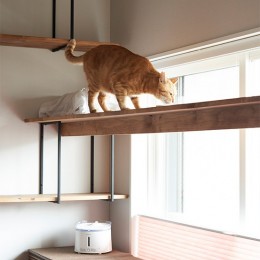 愛猫は安全に、自分自身は“ズボラ”に。ネコと自分が双方無理なく楽しく暮らせる家。 (掃き出し窓を横切るキャットウォーク)