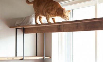 愛猫は安全に、自分自身は“ズボラ”に。ネコと自分が双方無理なく楽しく暮らせる家。 (掃き出し窓を横切るキャットウォーク)