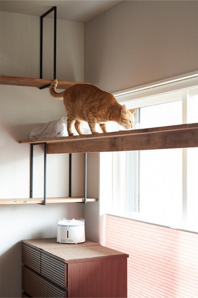 掃き出し窓を横切るキャットウォーク (愛猫は安全に、自分自身は“ズボラ”に。ネコと自分が双方無理なく楽しく暮らせる家。)