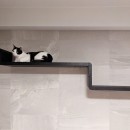 猫の視点を生かした建築：キャットウォークの創造の写真 リビング