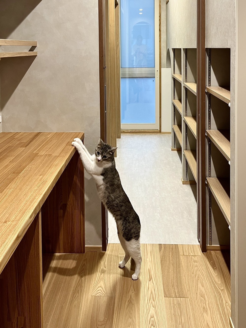 子と猫の家～家族の個性あふれる、論理的で「遊び心」たっぷり 